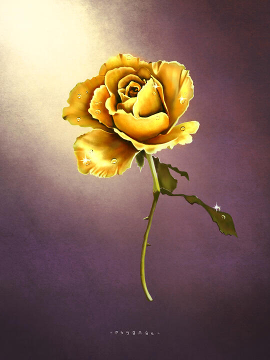 Midas Rose