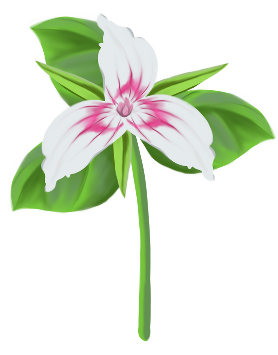 Just a pretty trillium {No AI}